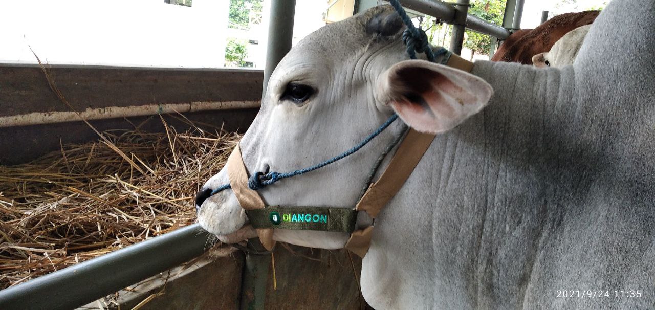 DiANGON - IoT Cattle Monitoring System